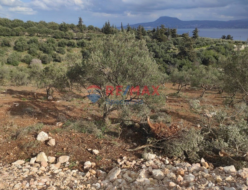 Οικόπεδο 6.736 τ.μ. πρός πώληση, Ν. Χανίων, Ακρωτήρι