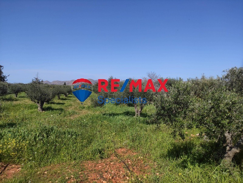 Οικόπεδο 10.170 τ.μ. προς πώληση, Αρώνι