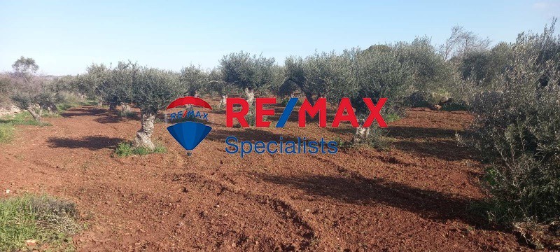 Οικόπεδο 10.170 τ.μ. προς πώληση, Αρώνι