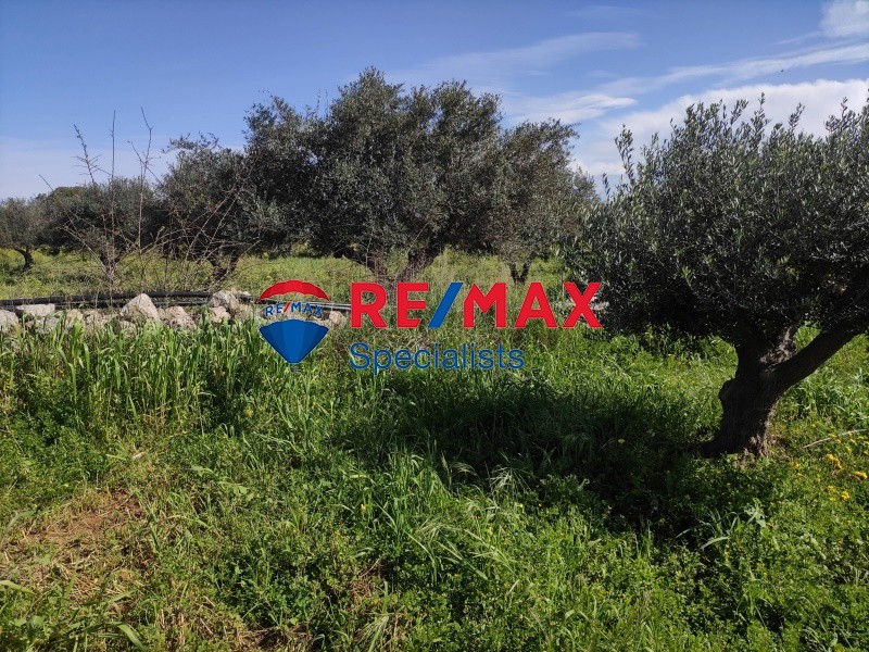 Οικόπεδο 10.170 τ.μ. προς πώληση, Αρώνι
