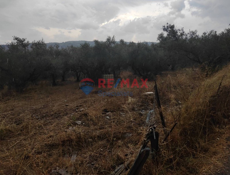 Οικόπεδο 1.300 τ.μ. προς πώληση, Κέντρο Βουκολιών