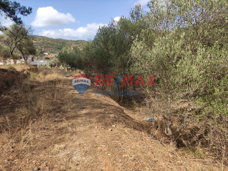 Οικόπεδο 4.200 τ.μ. πρός πώληση, Ν. Χανίων, Μουσούροι