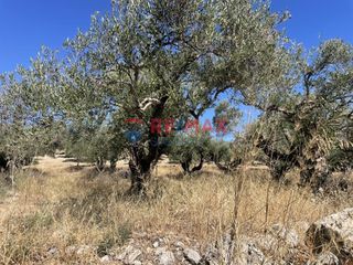 Αγροτεμάχια 1.000 τ.μ. προς πώληση, Κάινα-thumb-2
