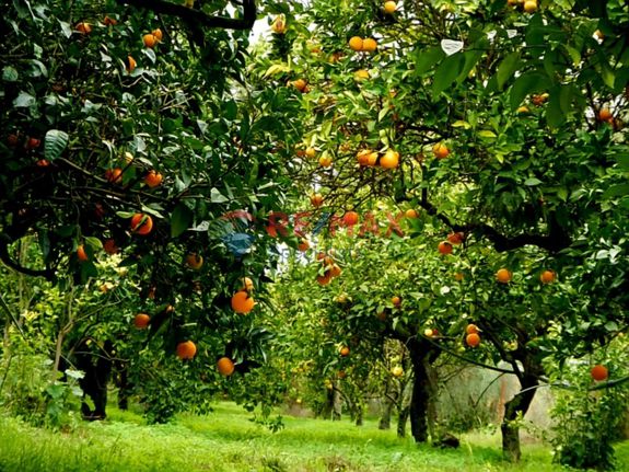 Αγροτεμάχια 493 τ.μ. για πώληση, Ν. Χανίων, Πλατανιάς