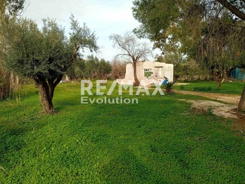 Αγροτεμάχια 4.000 τ.μ. προς ενοικίαση, Αθήνα - Ανατολικά Προάστια, Κορωπί