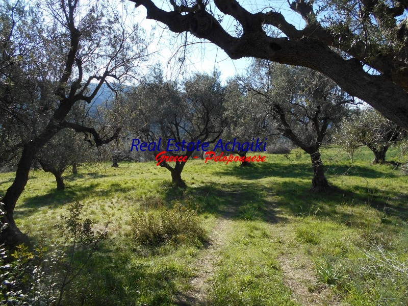 Αγροτεμάχια 4.000 τ.μ. προς πώληση, Ζήρια