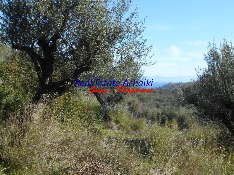 Αγροτεμάχια 4.000 τ.μ. προς πώληση, Ζήρια