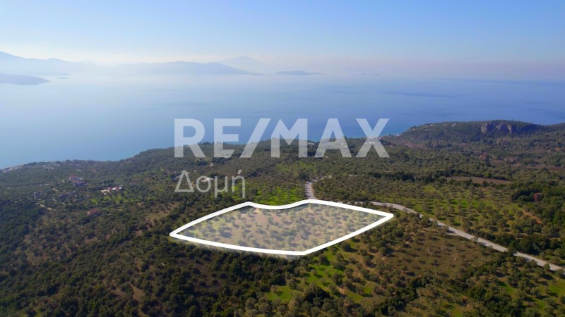 Αγροτεμάχια 8.372 τ.μ. πρός πώληση, Μαγνησία, Αργαλαστή