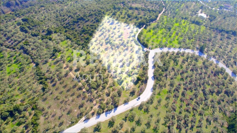 Αγροτεμάχια 8.372 τ.μ. πρός πώληση, Μαγνησία, Αργαλαστή