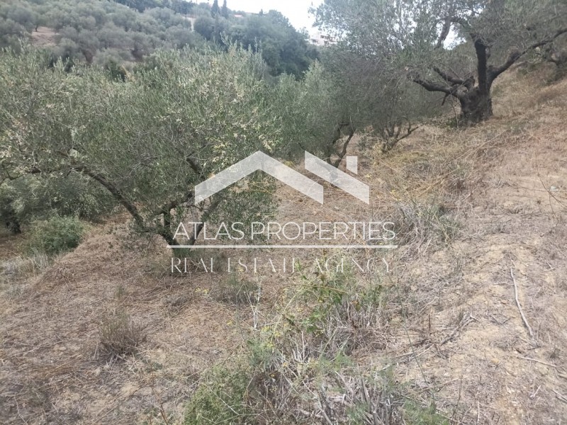 Οικόπεδο 4.224 τ.μ. προς πώληση, Σταλός