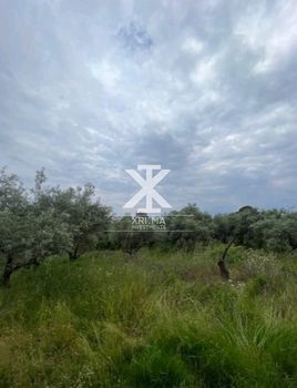 Αγροτεμάχια 5.000 τ.μ. για πώληση