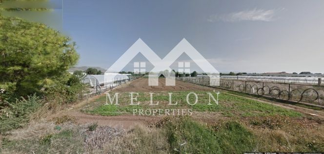 Αγροτεμάχια 11.345 τ.μ. για πώληση, Αθήνα - Ανατολικά Προάστια, Μαραθώνας