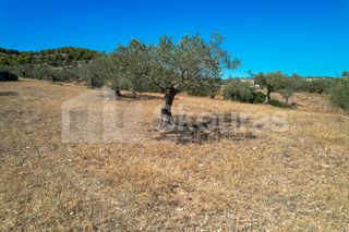 Αγροτεμάχια 4.000 τ.μ. για πώληση, Αργολίδα, Κρανίδι-thumb-16