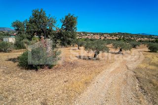 Αγροτεμάχια 4.000 τ.μ. για πώληση, Αργολίδα, Κρανίδι-thumb-11