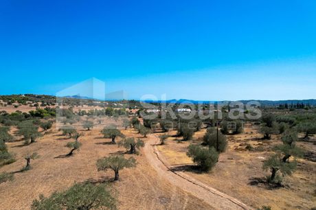 Αγροτεμάχια 4.000 τ.μ. για πώληση