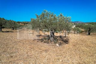 Αγροτεμάχια 4.000 τ.μ. για πώληση, Αργολίδα, Κρανίδι-thumb-13