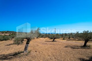 Αγροτεμάχια 4.000 τ.μ. για πώληση, Αργολίδα, Κρανίδι-thumb-5