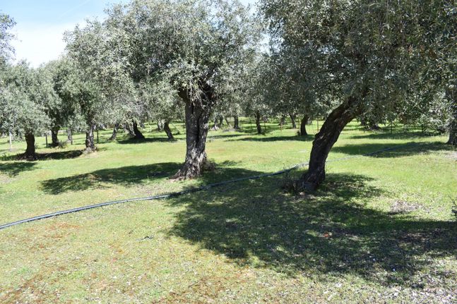 Land plot 333 sqm for sale, Kavala Prefecture, Thasos