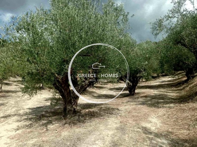 Αγροτεμάχια 15.000 τ.μ. προς πώληση, Λευκοχώρα