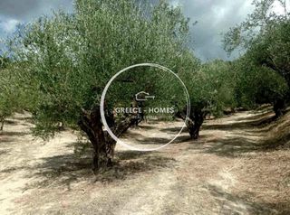 Αγροτεμάχια 15.000 τ.μ. για πώληση, Μεσσηνία, Μεσσήνη-thumb-2