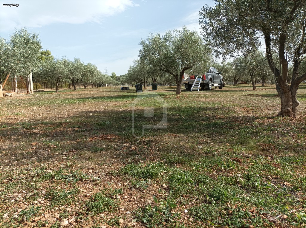 Αγροτεμάχια 5.000 τ.μ. προς πώληση, Κέντρο Ληλαντίου