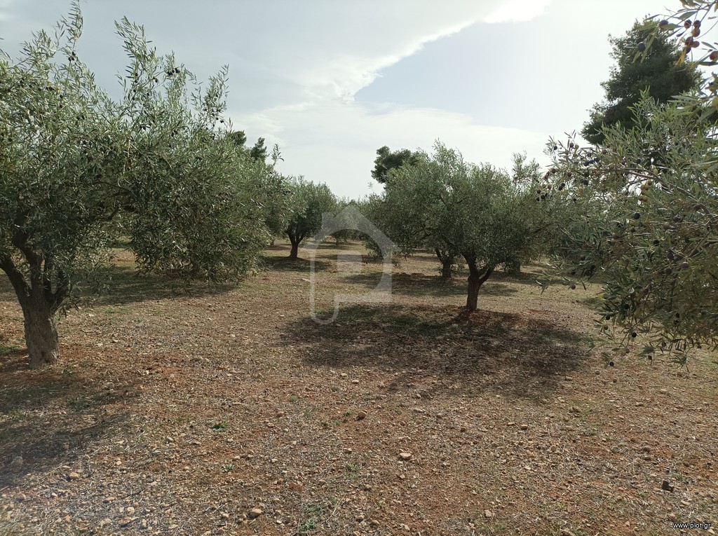 Αγροτεμάχια 5.000 τ.μ. προς πώληση, Κέντρο Ληλαντίου