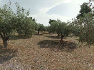 Αγροτεμάχια 5.000 τ.μ. για πώληση, Εύβοια, Ληλάντιο-thumb-2