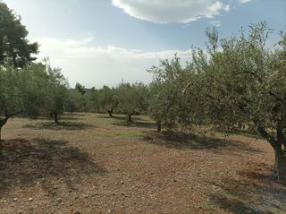 Αγροτεμάχια 5.000 τ.μ. για πώληση, Εύβοια, Ληλάντιο-thumb-3