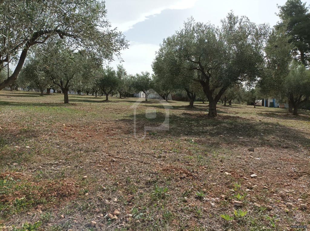 Αγροτεμάχια 5.000 τ.μ. προς πώληση, Κέντρο Ληλαντίου