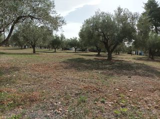 Αγροτεμάχια 5.000 τ.μ. για πώληση, Εύβοια, Ληλάντιο-thumb-4