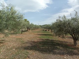 Αγροτεμάχια 5.000 τ.μ. για πώληση, Εύβοια, Ληλάντιο-thumb-5