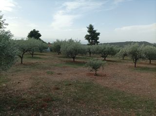 Αγροτεμάχια 5.000 τ.μ. για πώληση, Εύβοια, Ληλάντιο-thumb-6