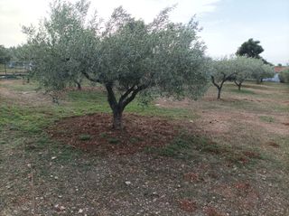 Αγροτεμάχια 5.000 τ.μ. για πώληση, Εύβοια, Ληλάντιο-thumb-7