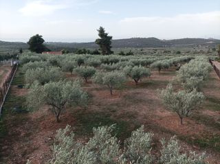 Αγροτεμάχια 5.000 τ.μ. για πώληση, Εύβοια, Ληλάντιο-thumb-8