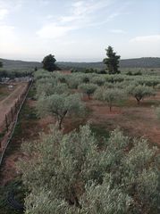Αγροτεμάχια 5.000 τ.μ. για πώληση, Εύβοια, Ληλάντιο-thumb-10