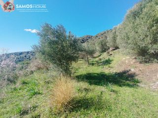 Αγροτεμάχια 6.453 τ.μ. για πώληση, Ν. Σάμου, Σάμος-thumb-19