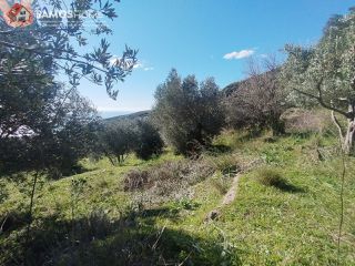 Αγροτεμάχια 6.453 τ.μ. για πώληση, Ν. Σάμου, Σάμος-thumb-25