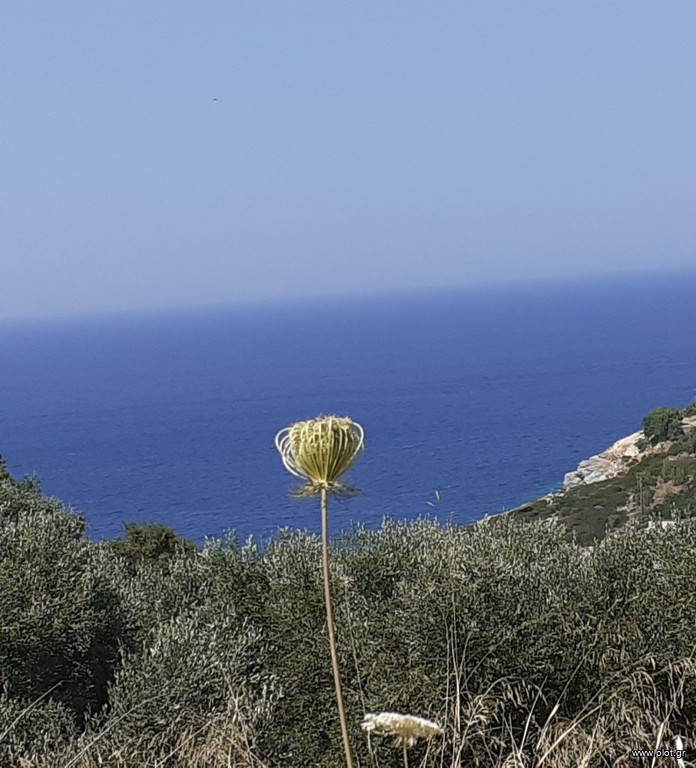 Οικόπεδο 5.500 τ.μ. προς πώληση, Λυγαριά Γαζίου