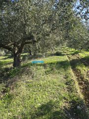 Parcel 4.000 sqm for sale, Argolis, Midea-thumb-9