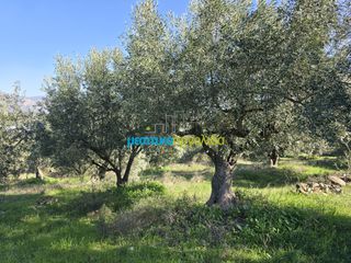Parcel 4.000 sqm for sale, Argolis, Midea-thumb-2