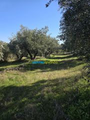 Parcel 4.000 sqm for sale, Argolis, Midea-thumb-15