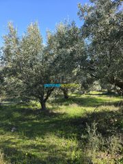 Parcel 4.000 sqm for sale, Argolis, Midea-thumb-8