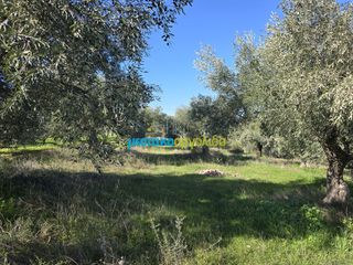 Parcel 4.000 sqm for sale, Argolis, Midea-thumb-6