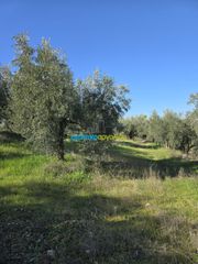 Parcel 4.000 sqm for sale, Argolis, Midea-thumb-13