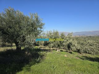 Parcel 4.000 sqm for sale, Argolis, Midea-thumb-4