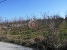 Αγροτεμάχια 20.500τ.μ. για πώληση-Αλεξάνδρεια » Σχοινάς