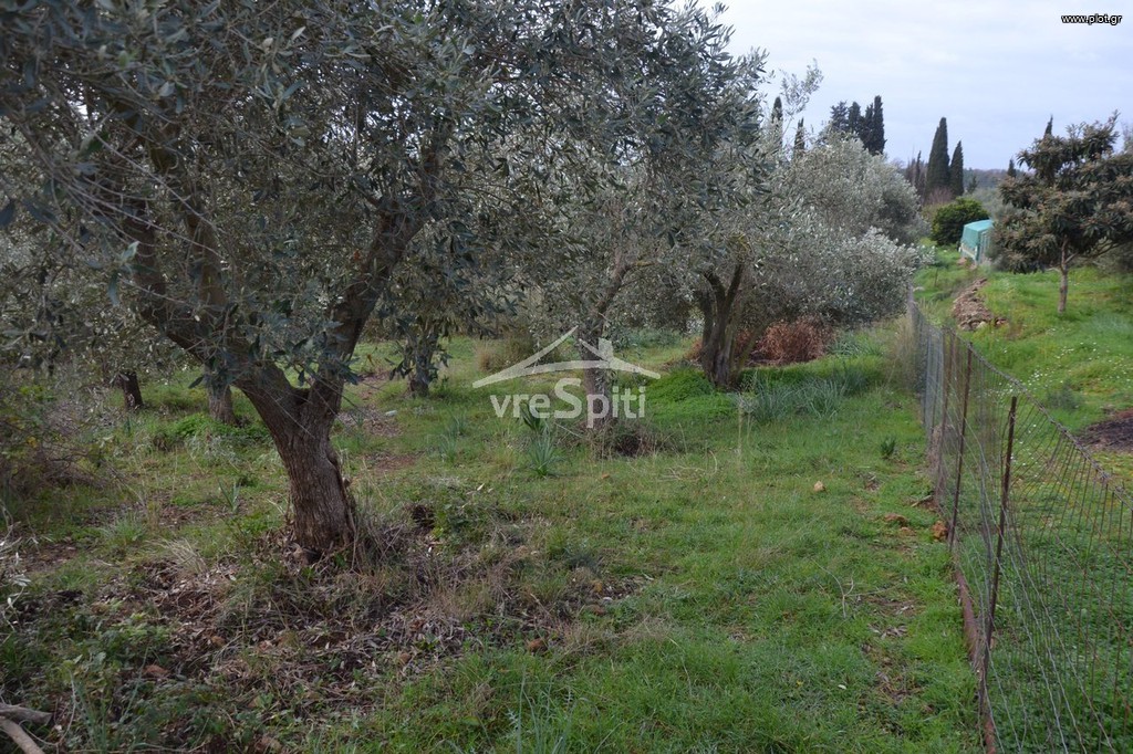 Αγροτεμάχια 5.300 τ.μ. πρός πώληση, Θεσπρωτία, Ηγουμενίτσα