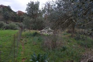 Αγροτεμάχια 5.300 τ.μ. για πώληση, Θεσπρωτία, Ηγουμενίτσα-thumb-5