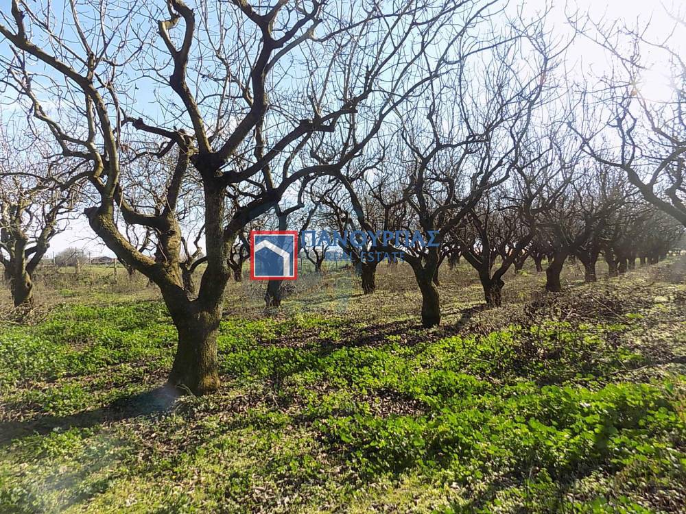 Αγροτεμάχια 5.564 τ.μ. πρός πώληση, Φθιώτιδας, Λαμία