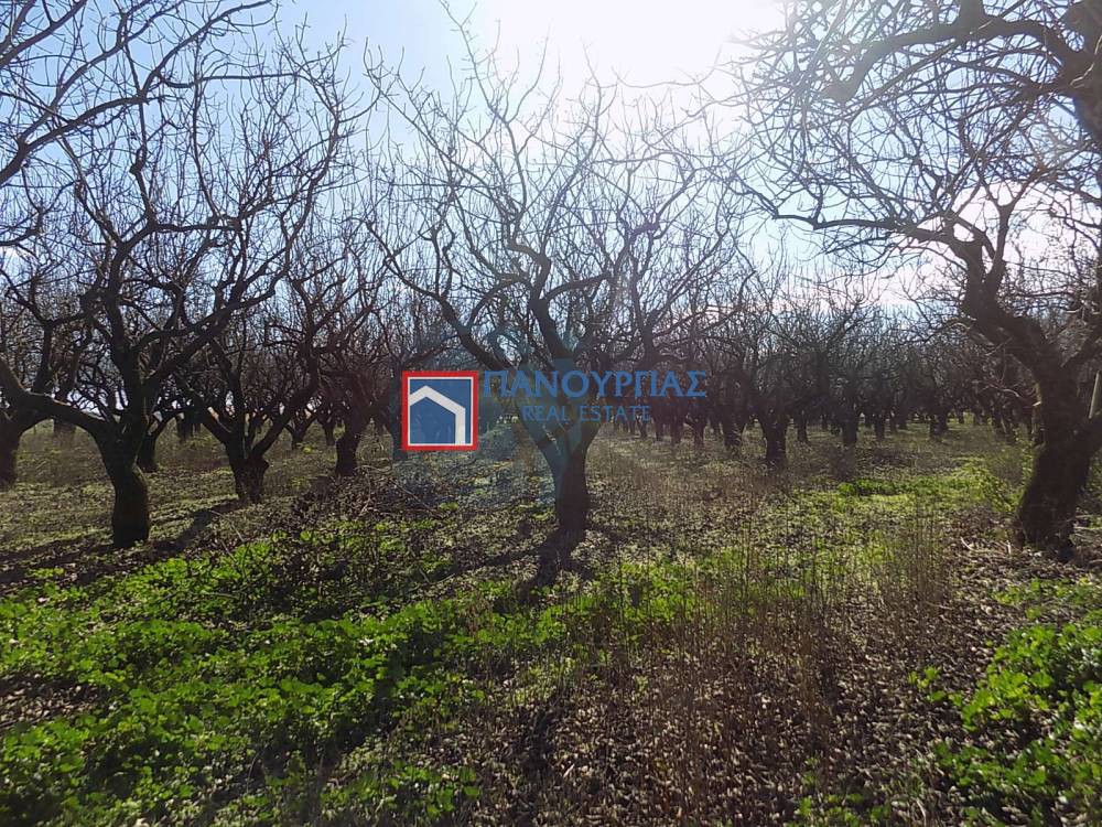 Αγροτεμάχια 5.564 τ.μ. πρός πώληση, Φθιώτιδας, Λαμία